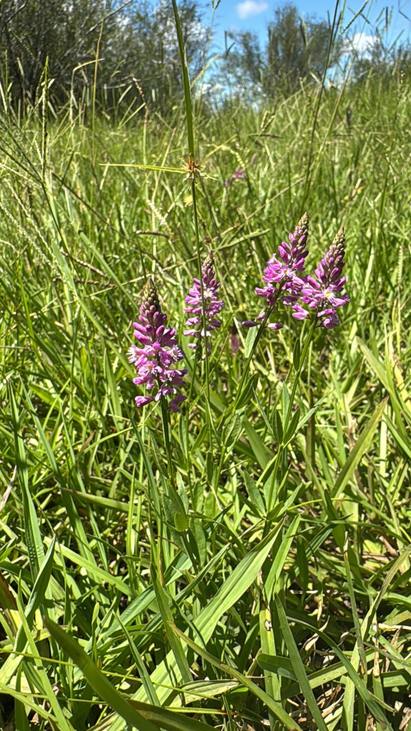 Senega molluginifolia photo 6