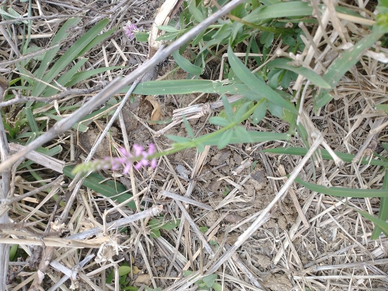 Senega molluginifolia photo 7