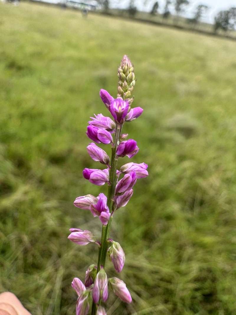 Senega molluginifolia photo 8