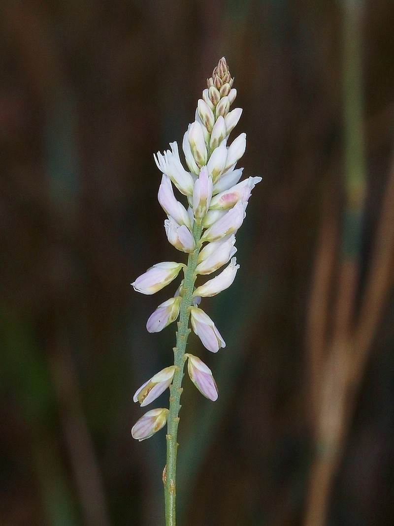 Senega monosperma