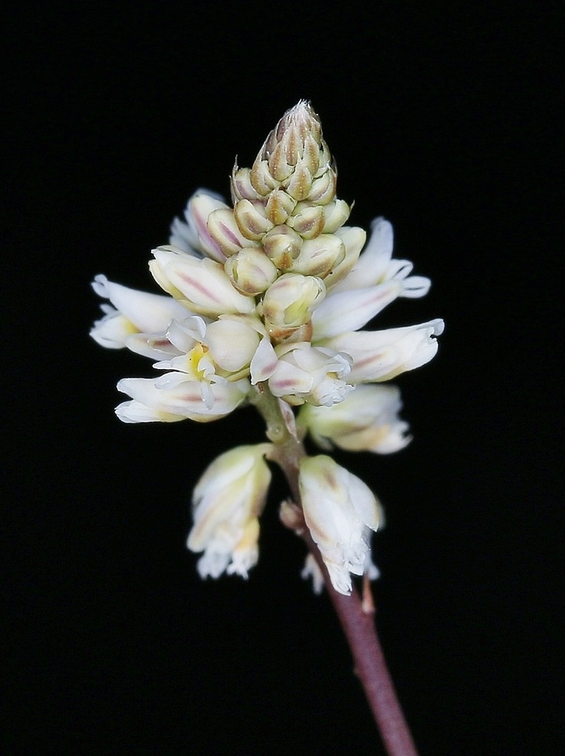 Senega monosperma photo 2