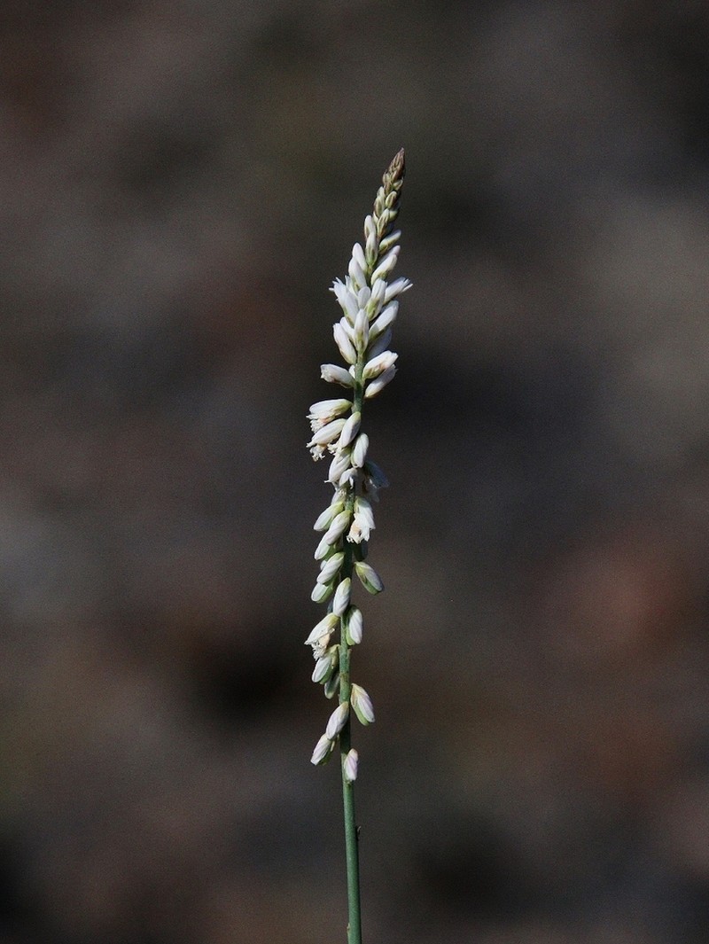 Senega monosperma photo 3