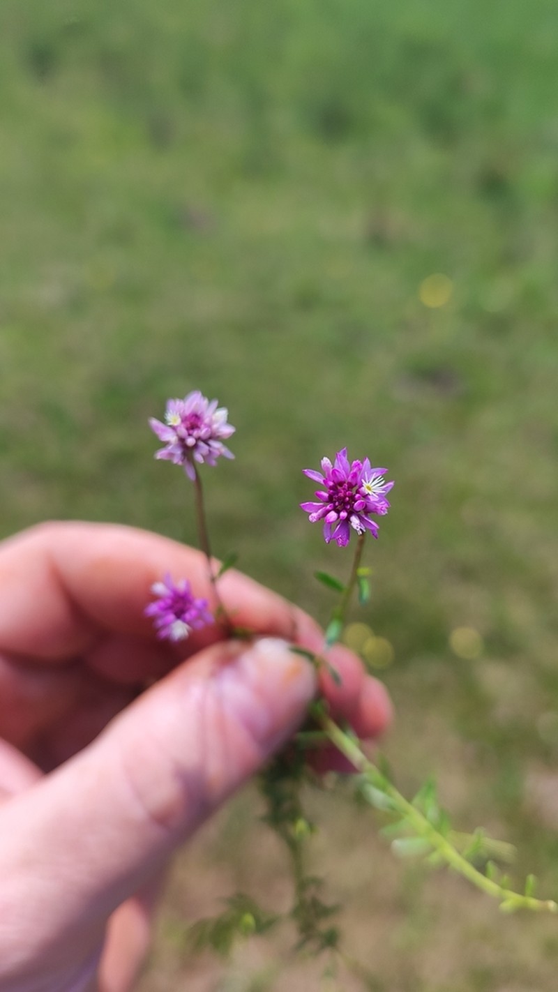 Senega moquiniana