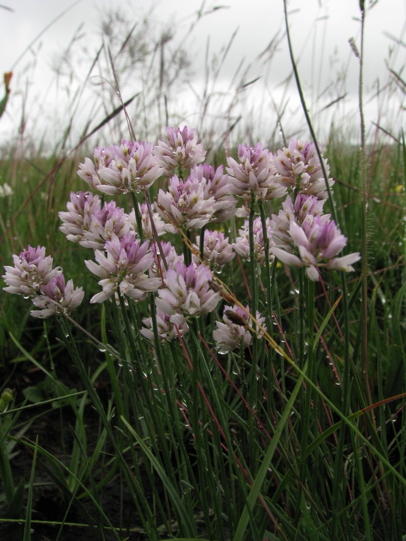 Senega multiceps