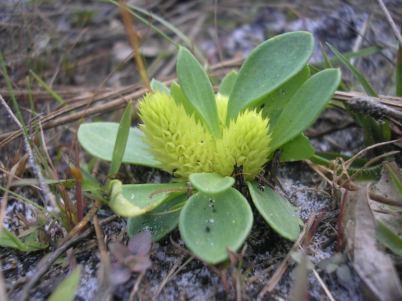 Candyroot
