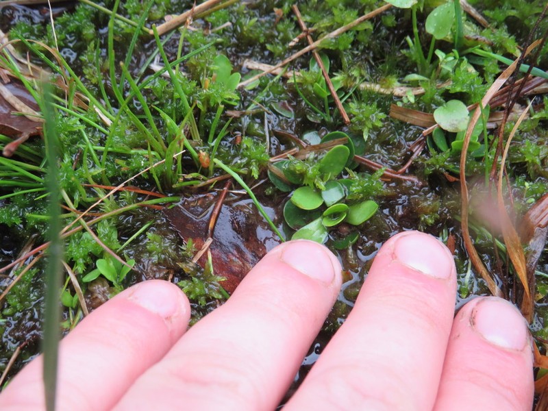 Candyroot photo 2