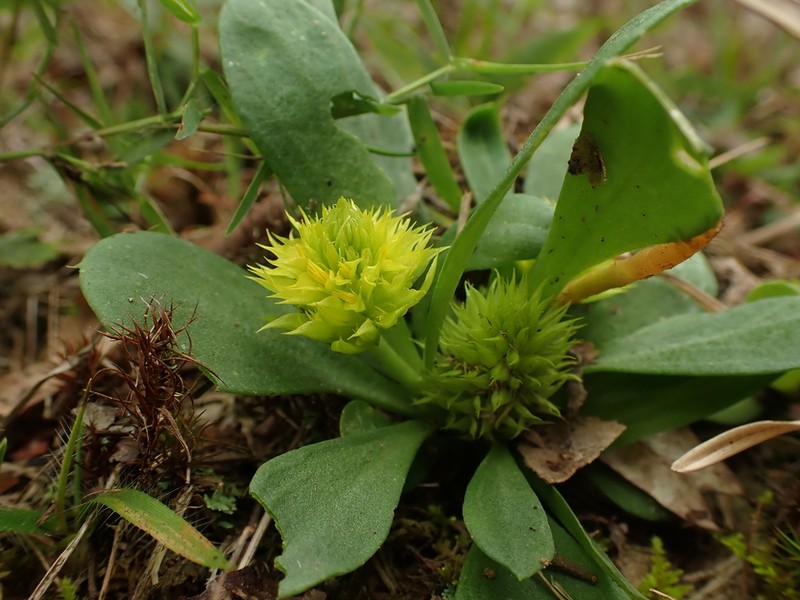Candyroot photo 3