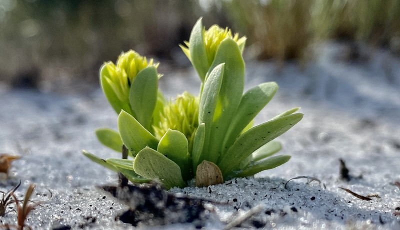 Candyroot photo 6