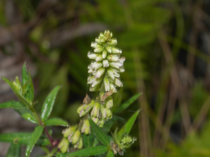 Senega nemoralis