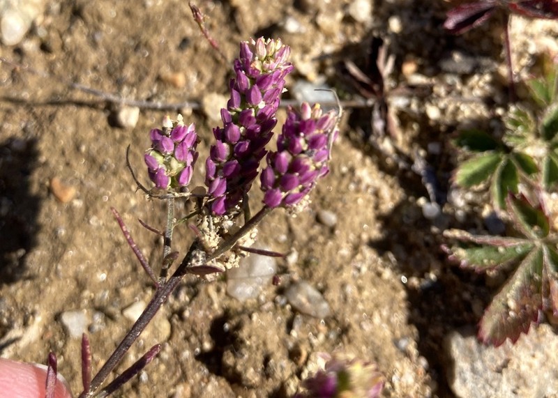 Nuttall's Milkwort