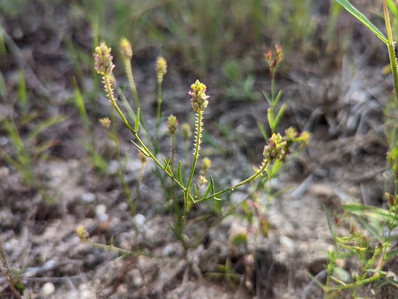 Nuttall's Milkwort photo 2