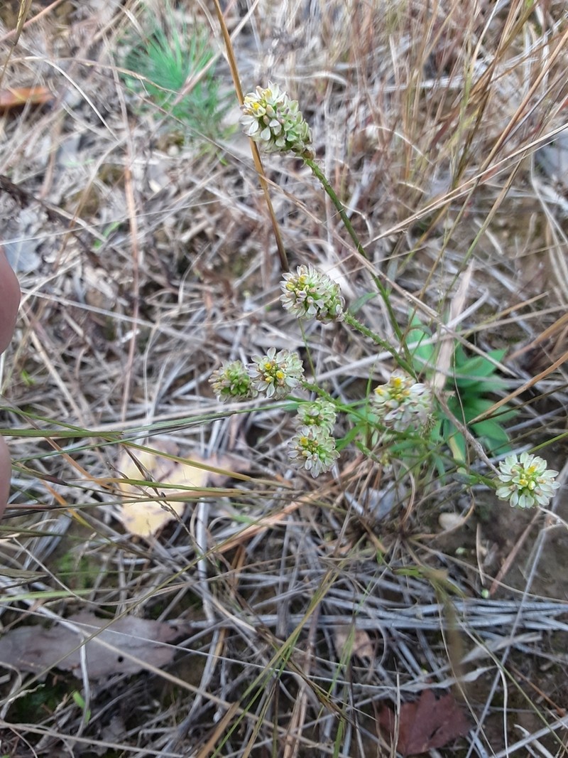 Nuttall's Milkwort photo 3