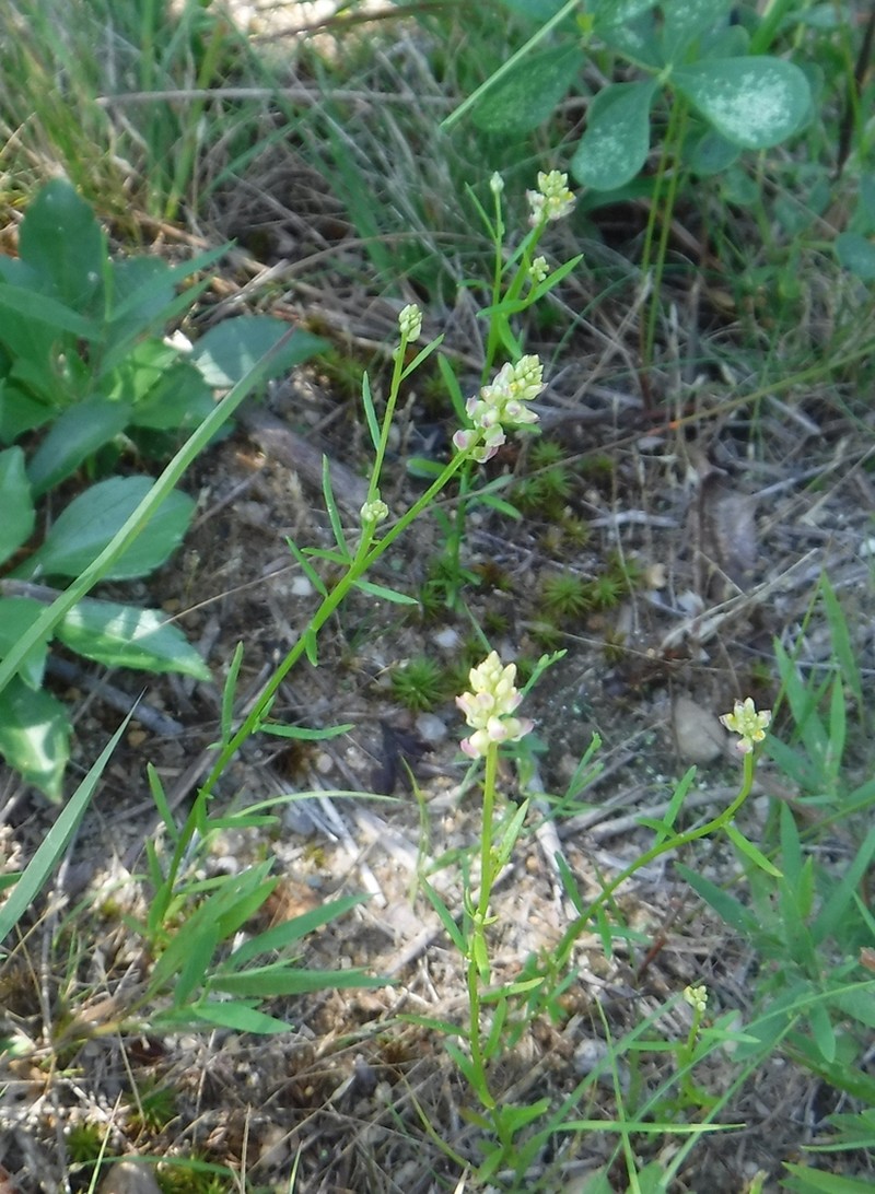 Nuttall's Milkwort photo 4