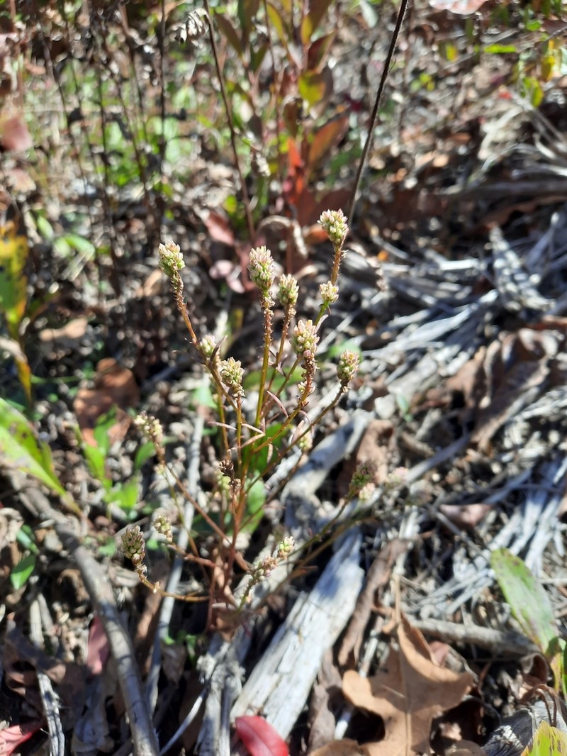 Nuttall's Milkwort photo 5