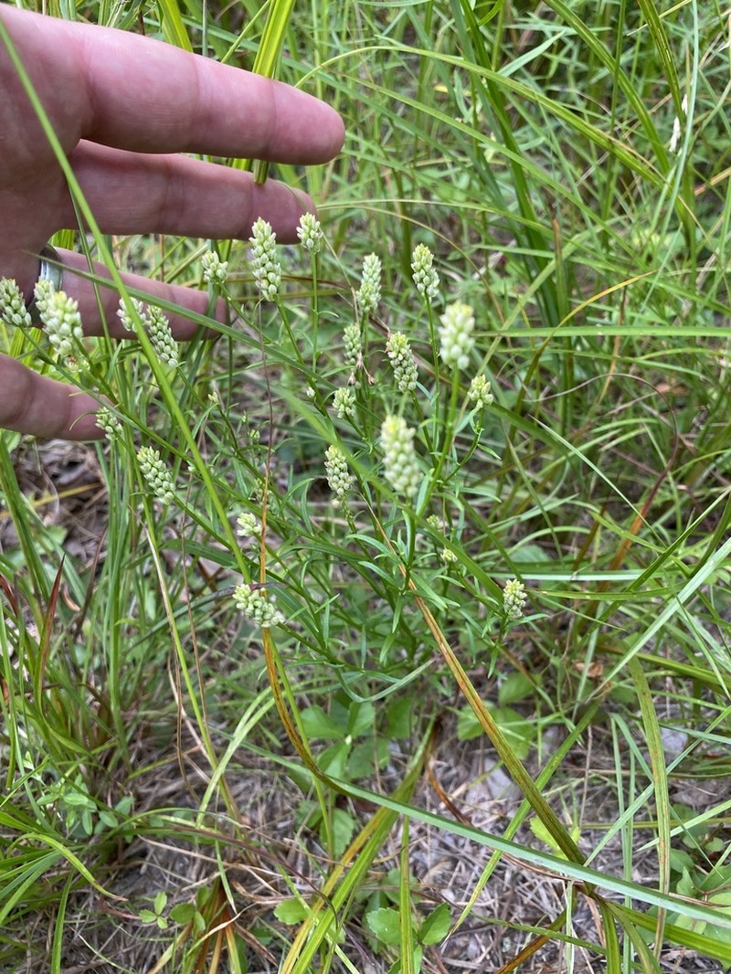 Nuttall's Milkwort photo 6