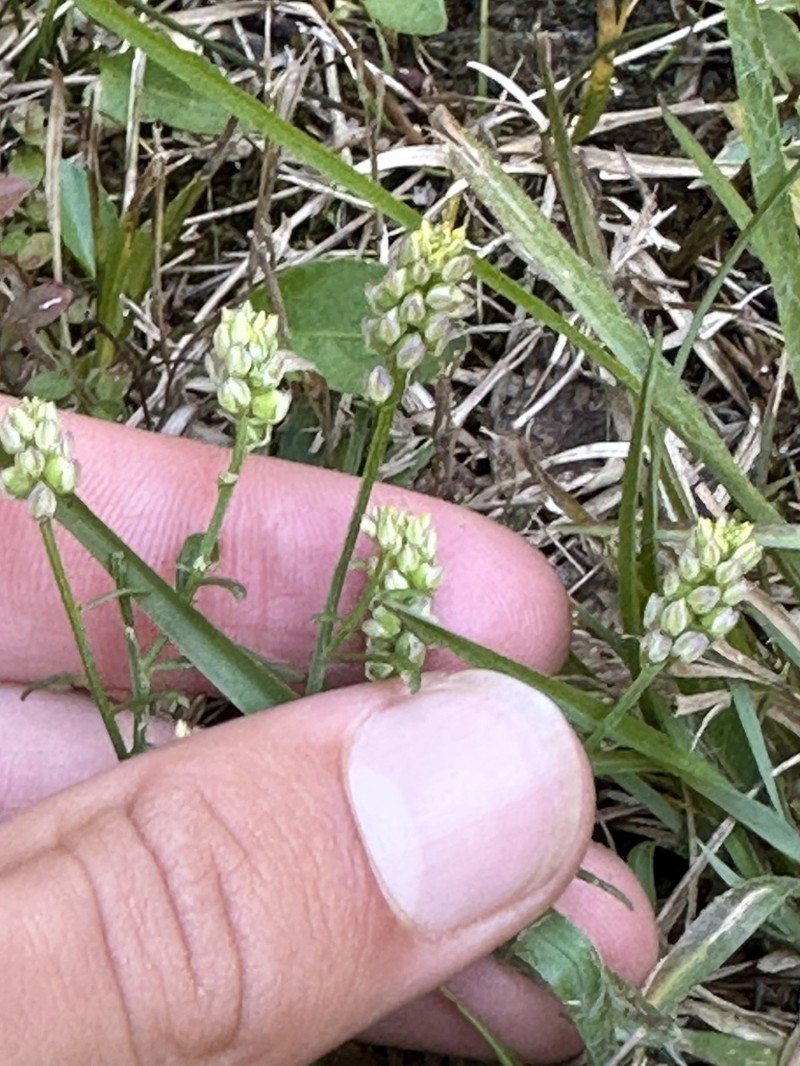Nuttall's Milkwort photo 7