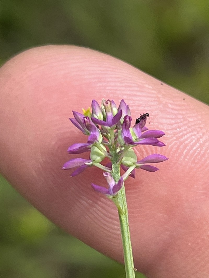 Nuttall's Milkwort photo 8