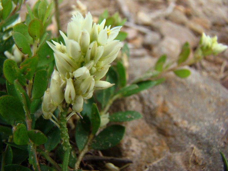 Senega obovata