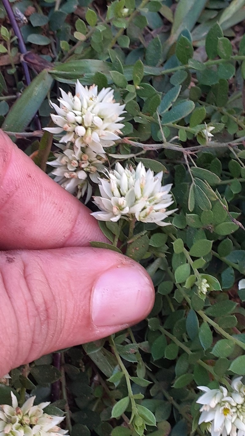 Senega obovata photo 2