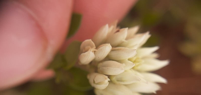 Senega obovata photo 3