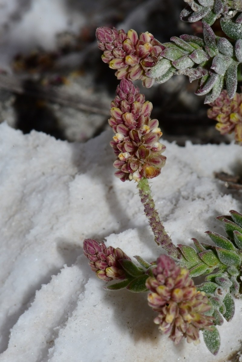 Senega oedophylla