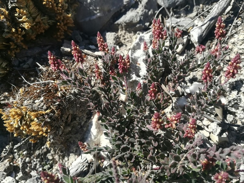 Senega oedophylla photo 3
