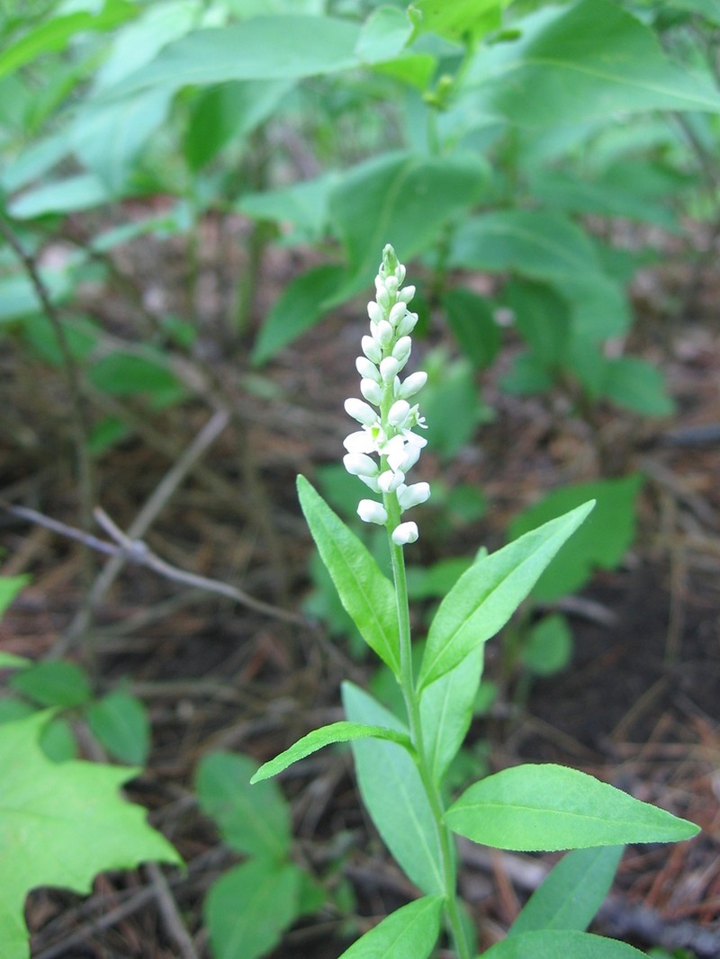 Seneca Snakeroot