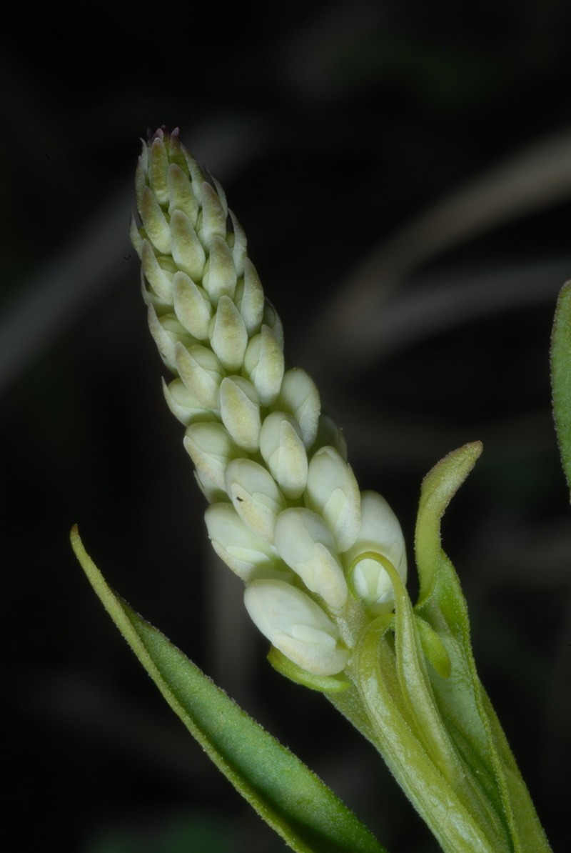 Seneca Snakeroot photo 2