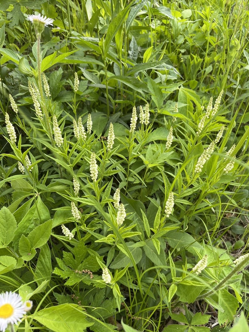 Seneca Snakeroot photo 3