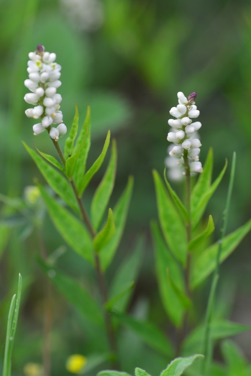 Seneca Snakeroot photo 4