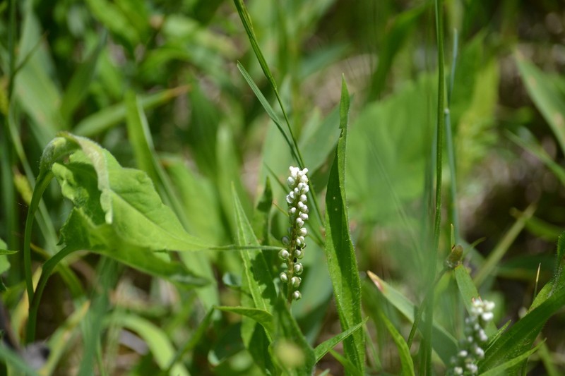 Seneca Snakeroot photo 5