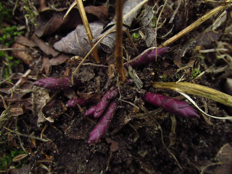 Seneca Snakeroot photo 6