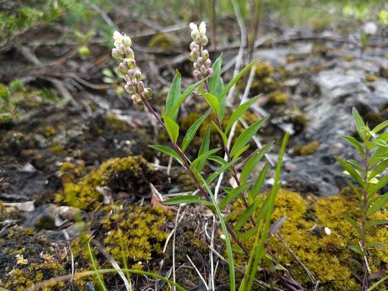 Seneca Snakeroot photo 7