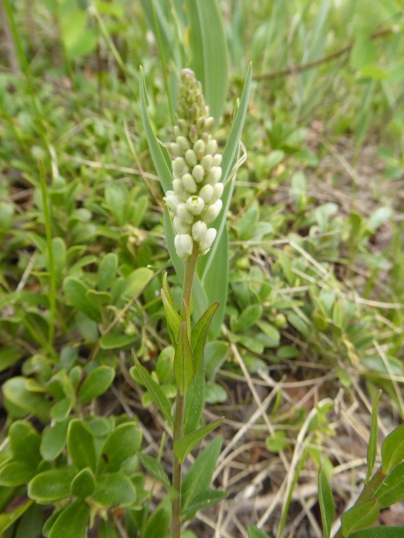 Seneca Snakeroot photo 8