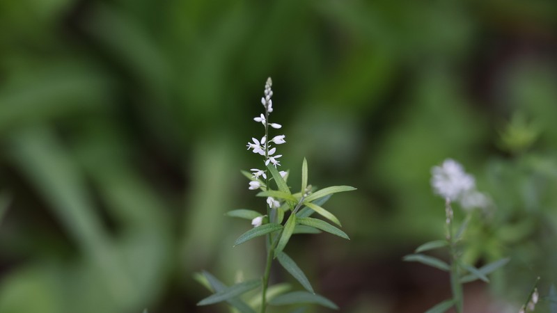 Orosne photo 3