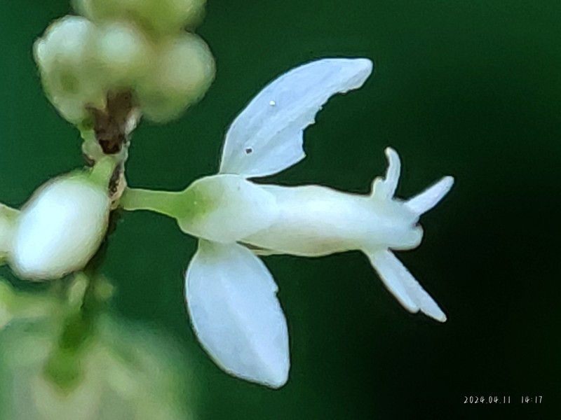 Orosne photo 4