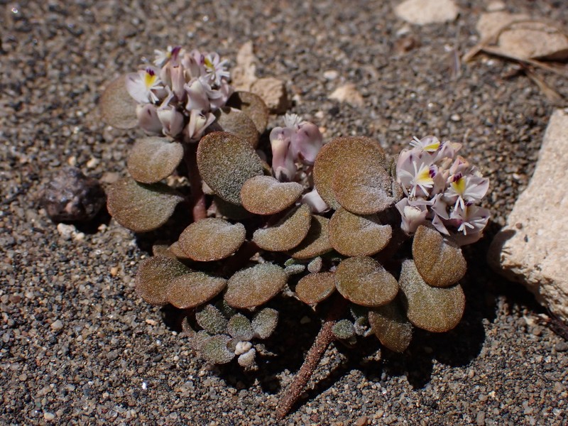 Senega persistens