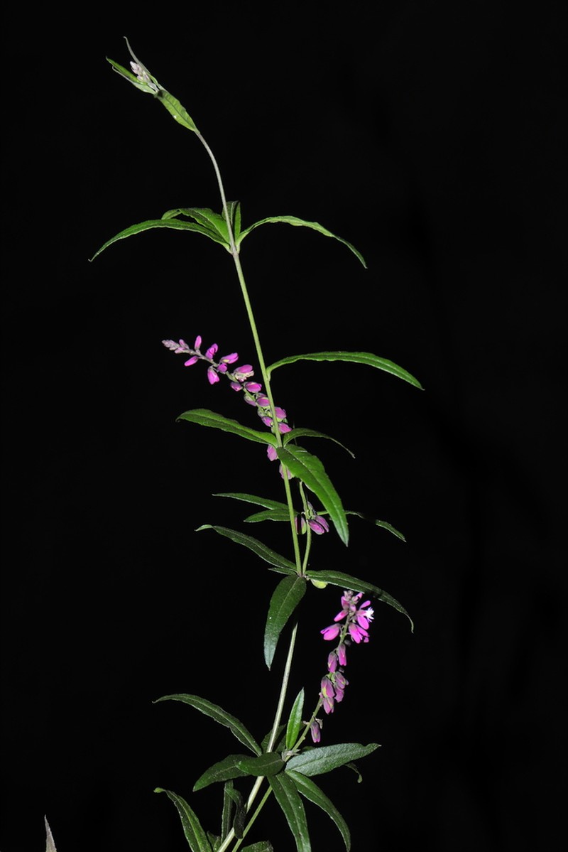 Senega peruviana