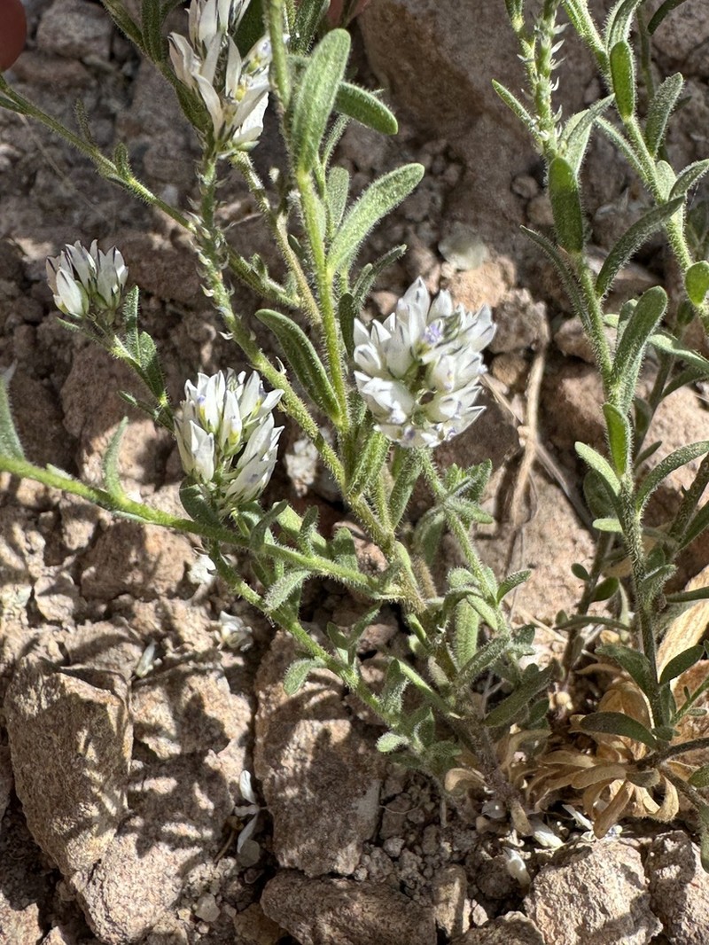 Senega philippiana photo 2