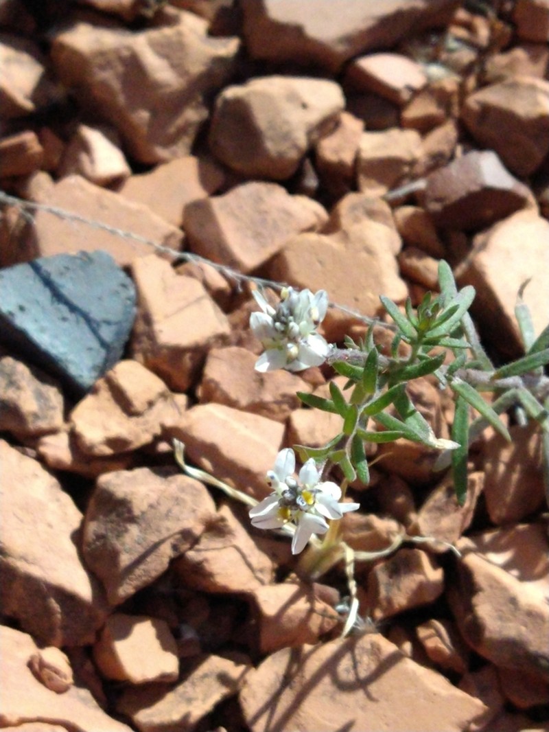 Senega philippiana photo 3