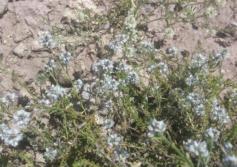 Senega philippiana photo 4