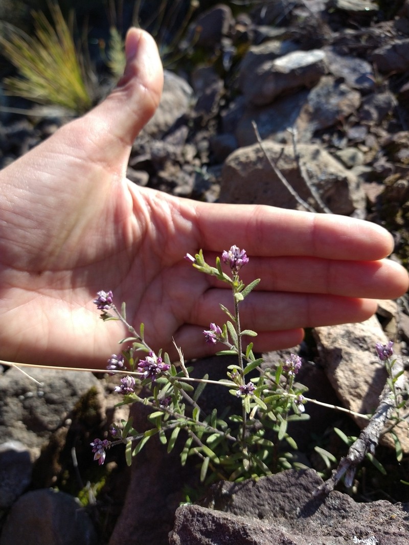 Senega philippiana photo 5