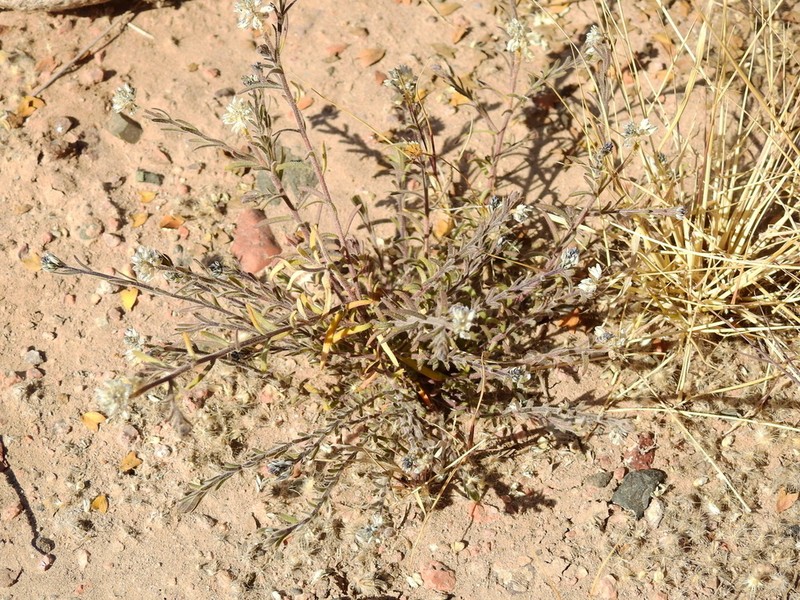 Senega philippiana photo 6