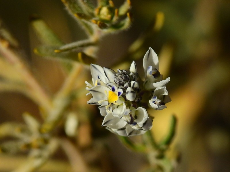 Senega philippiana