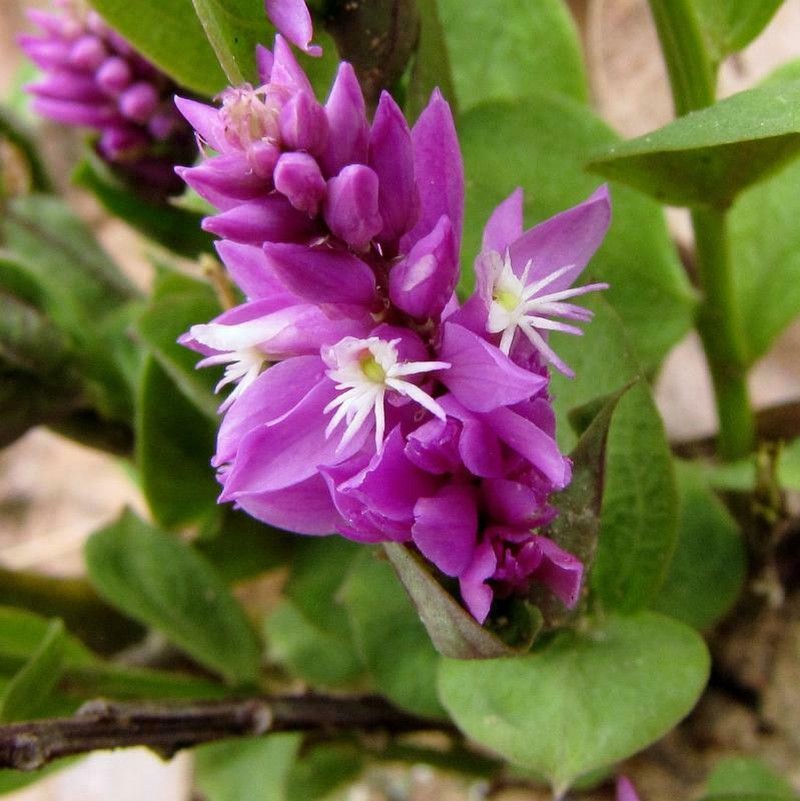 Senega poaya photo 3