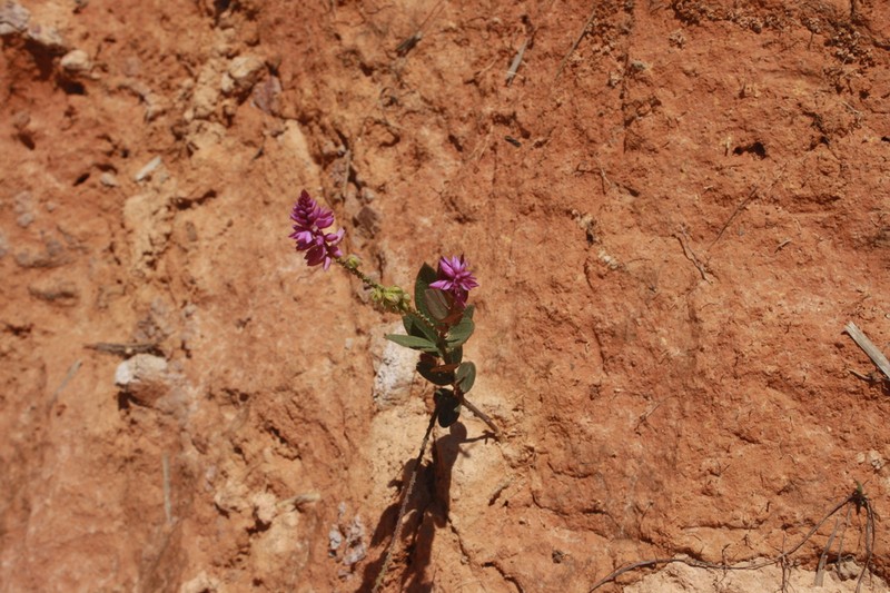 Senega poaya photo 6