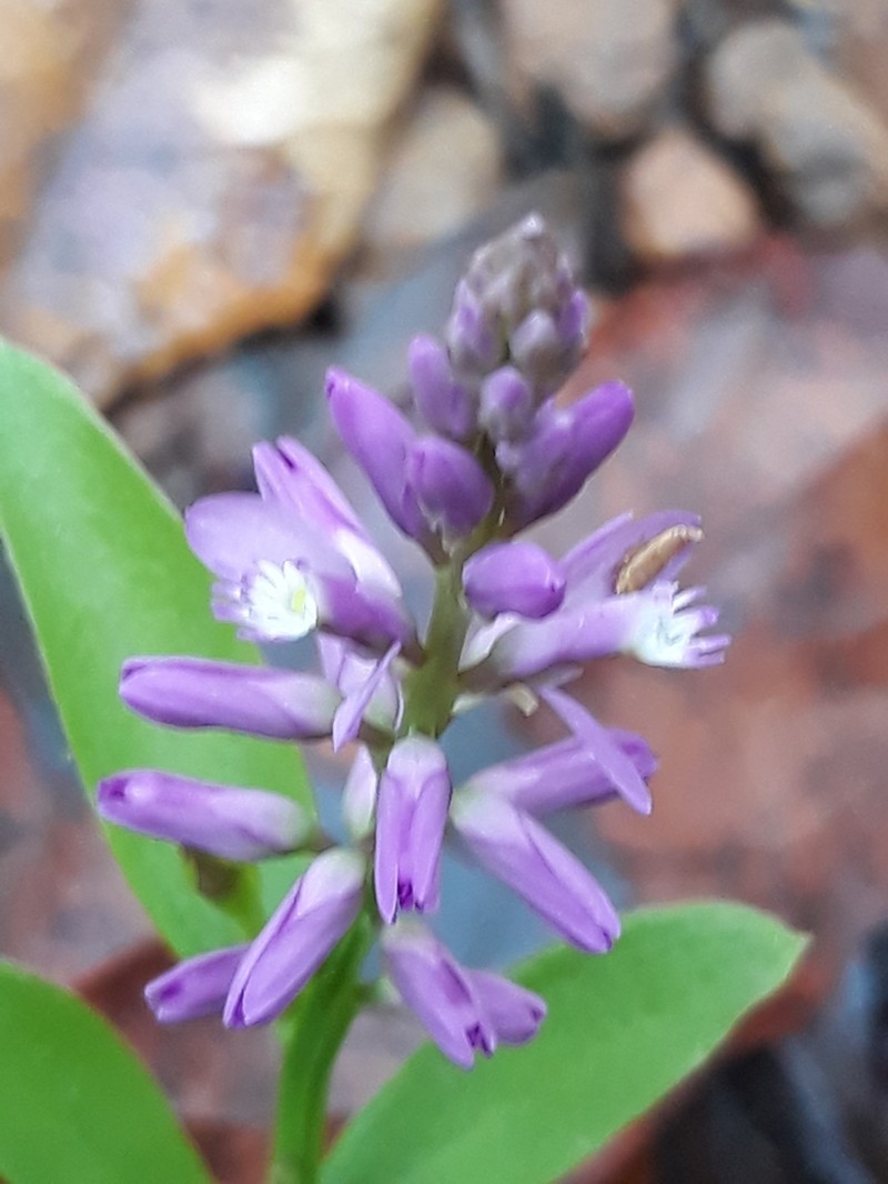 Senega poaya photo 8