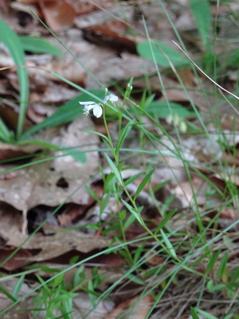 Racemed Milkwort