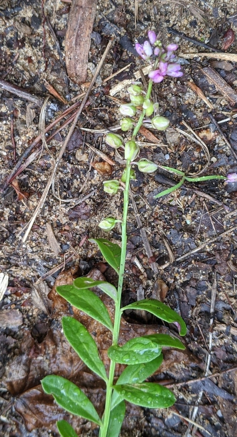Racemed Milkwort photo 2