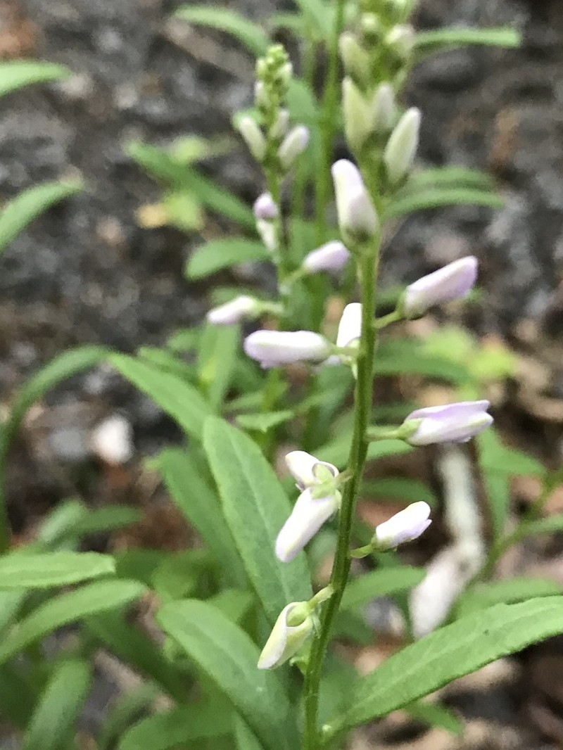 Racemed Milkwort photo 3